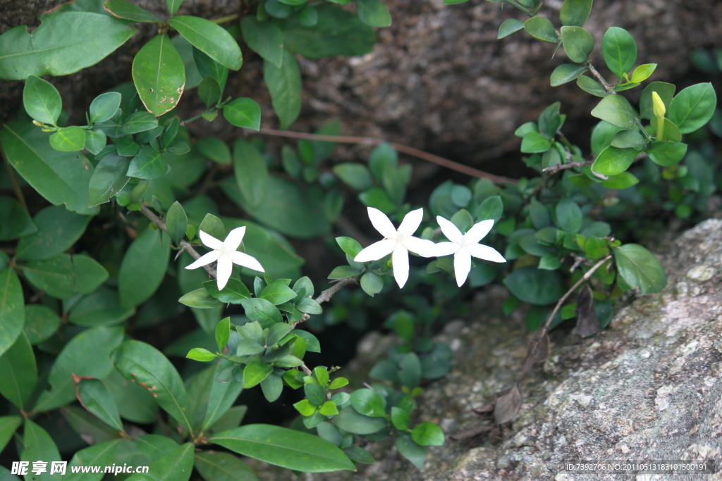 小白花