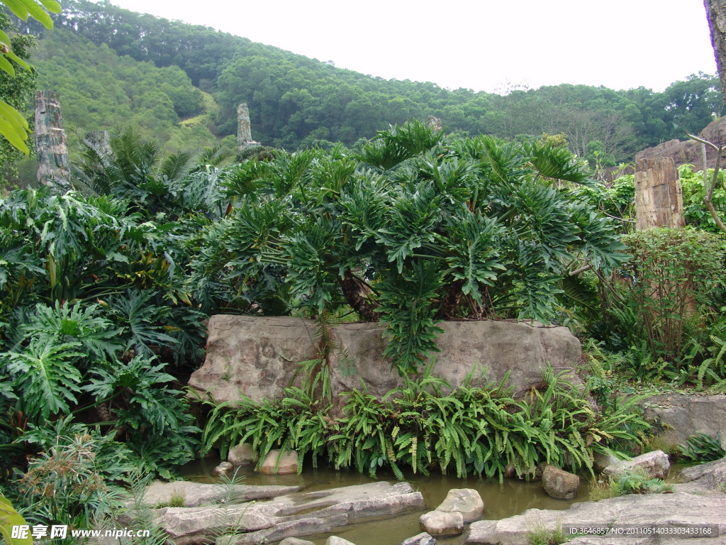 仙湖美景