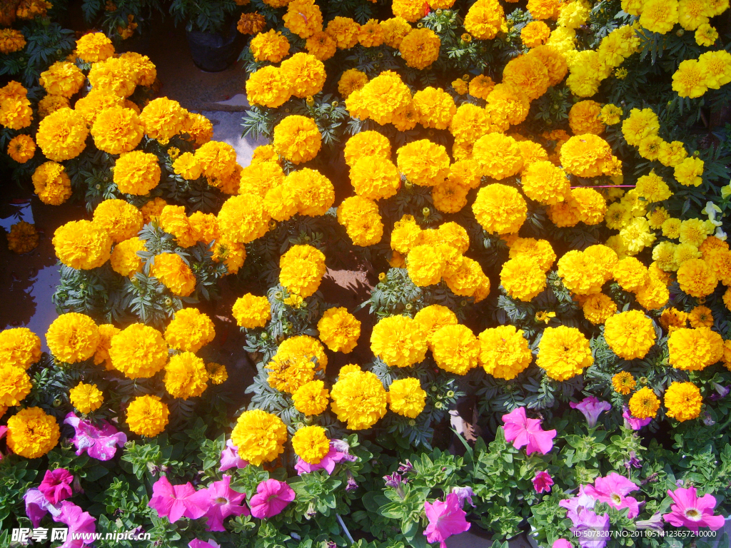 清晰菊花