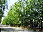 白杨树