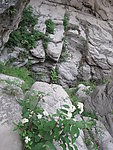 山石