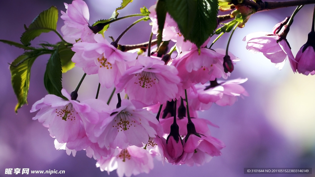樱花