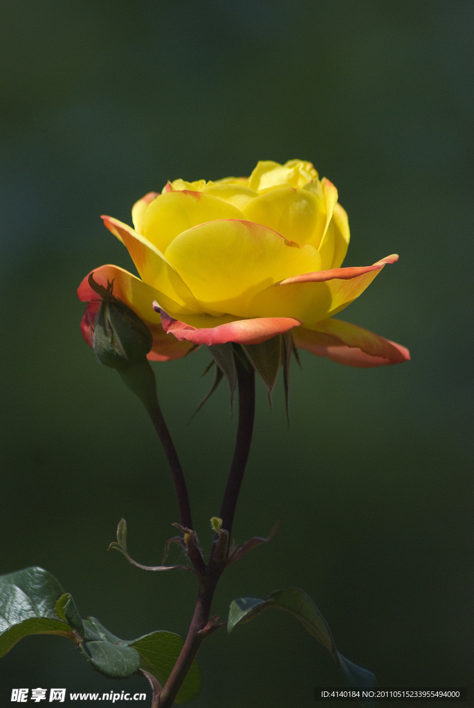 月季花