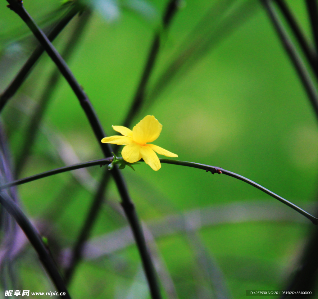 黄色小花