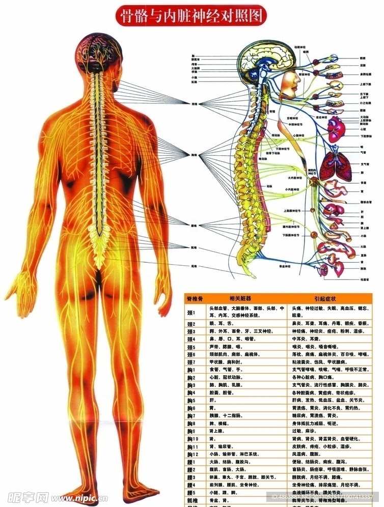 骨骼与内脏神经对照图