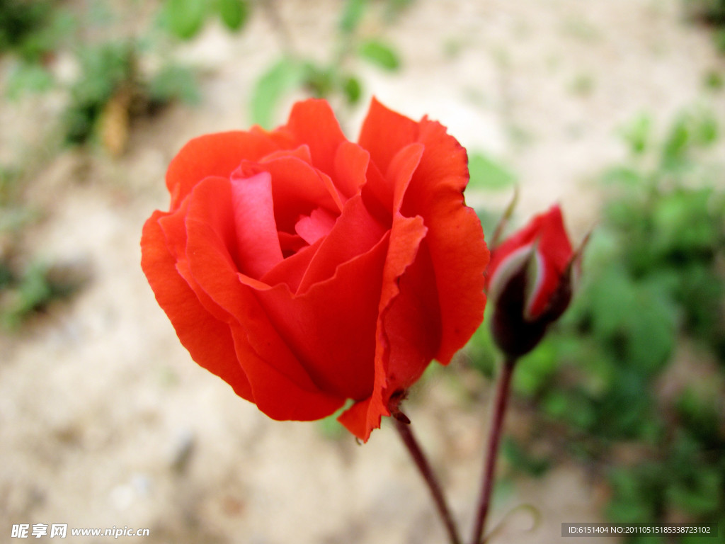 月季花