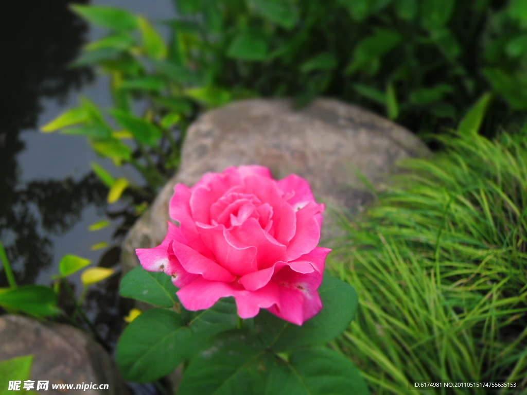 水边的月季花