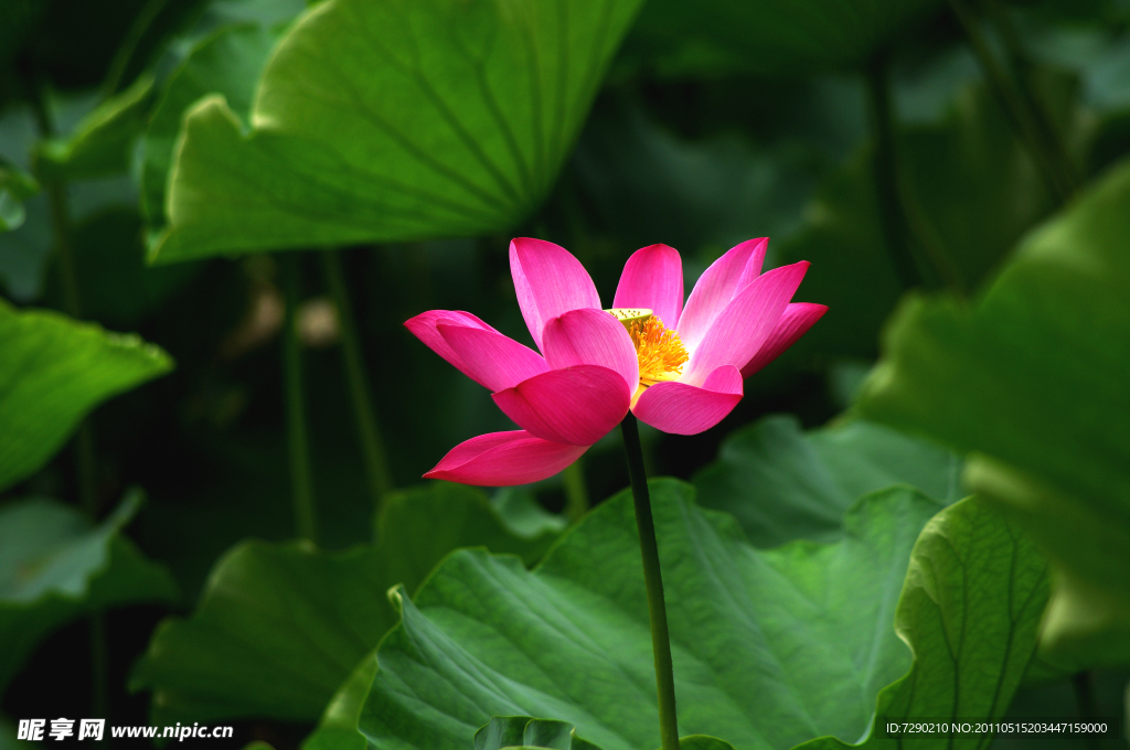 荷花