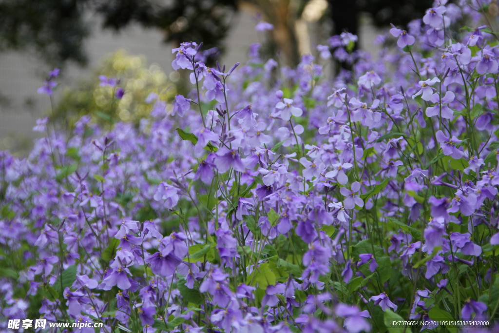 紫花