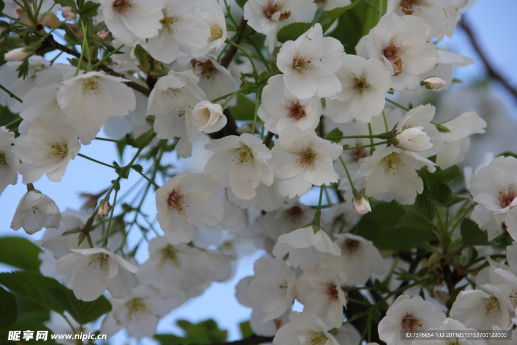 繁花似锦