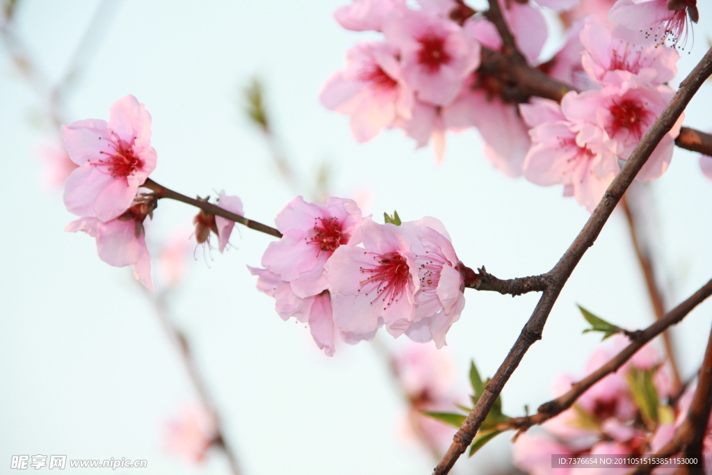 桃花依旧