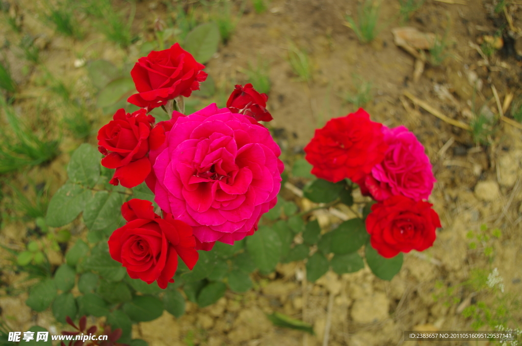 月季花