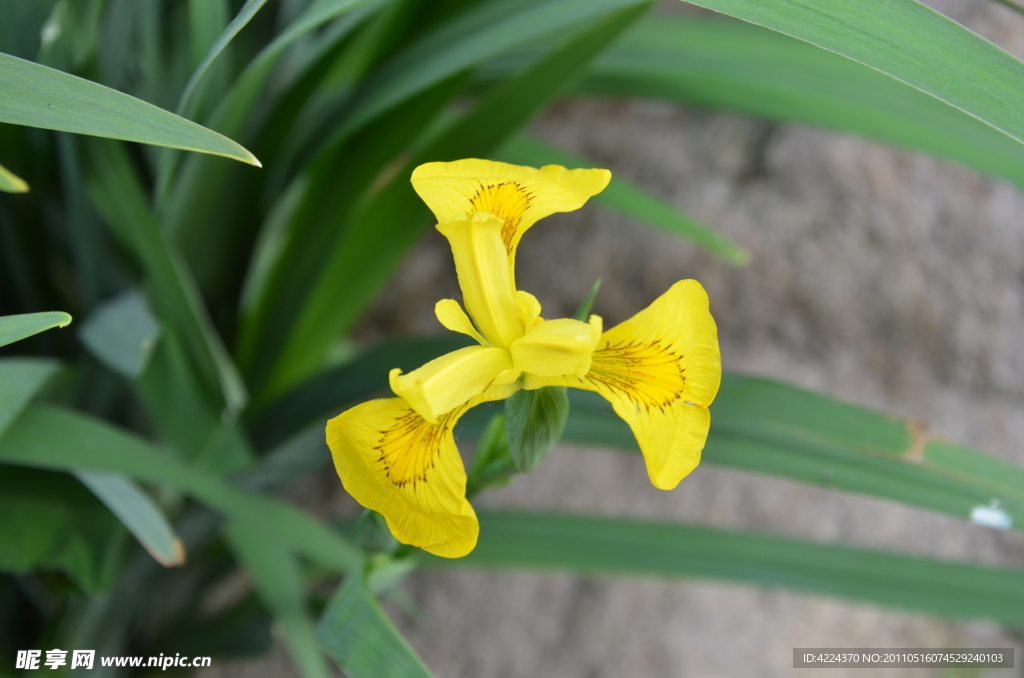 黄花鸢尾