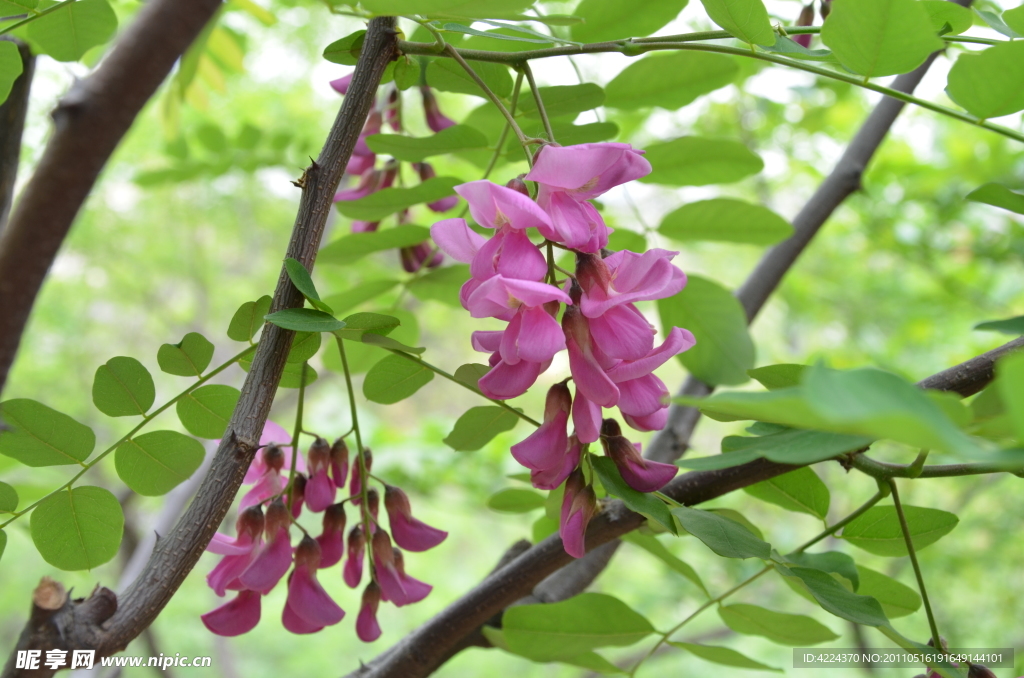 紫槐花