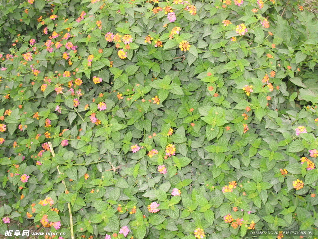 野草闲花