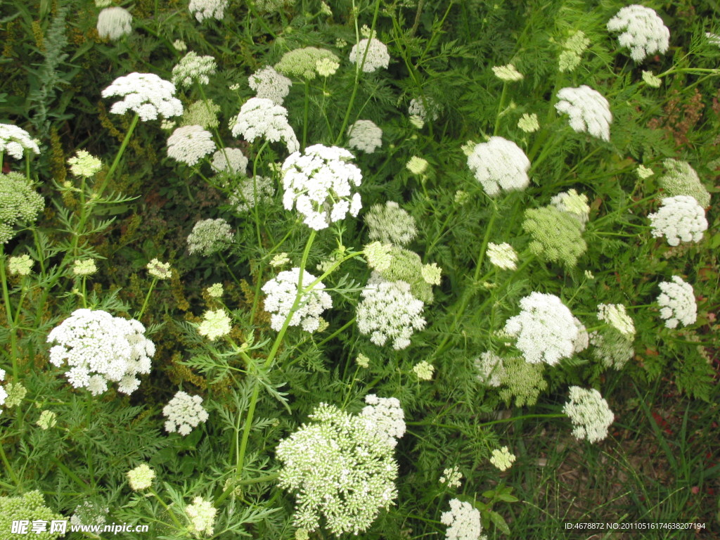 白色鲜花