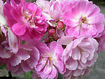 玫瑰花