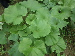 山野菜