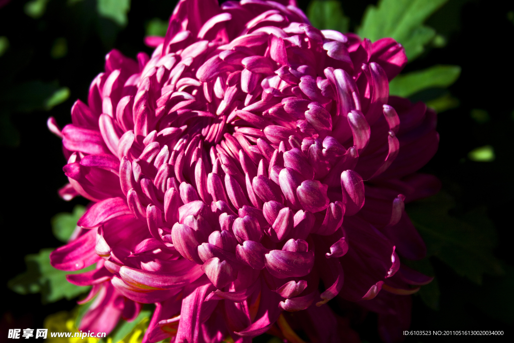 菊花特写照片