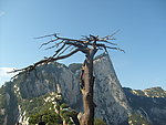 华山枯树