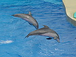 飞跃的海豚高清图