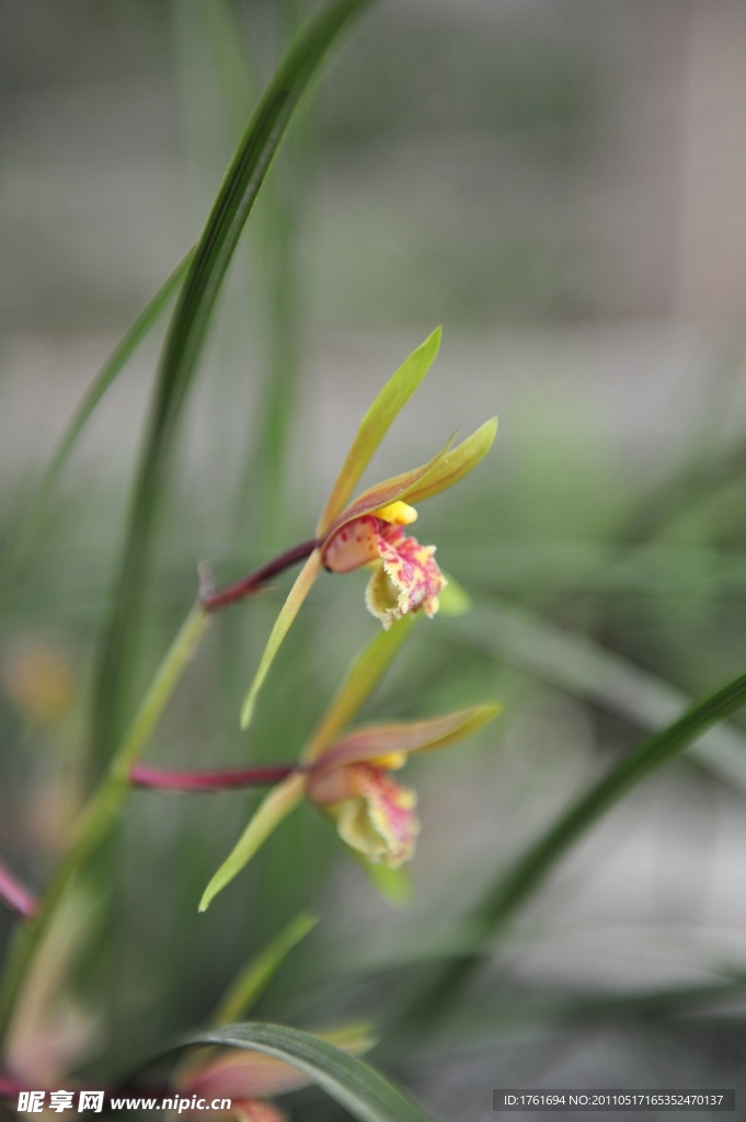 兰草花