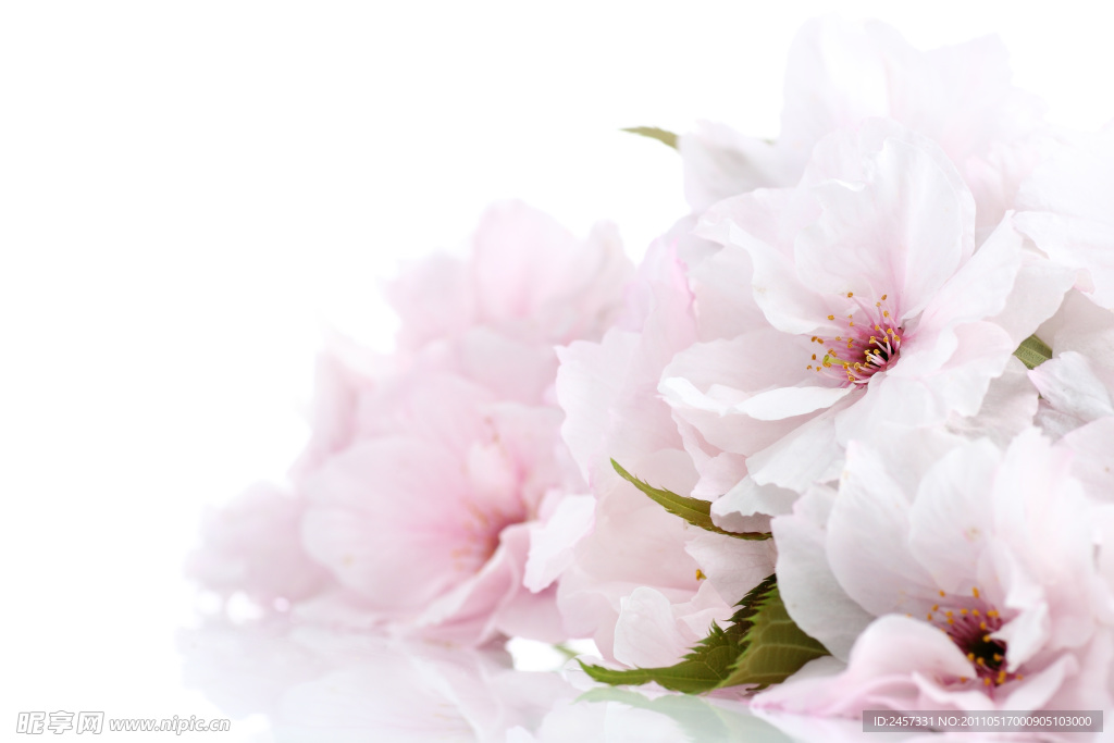清新鲜花