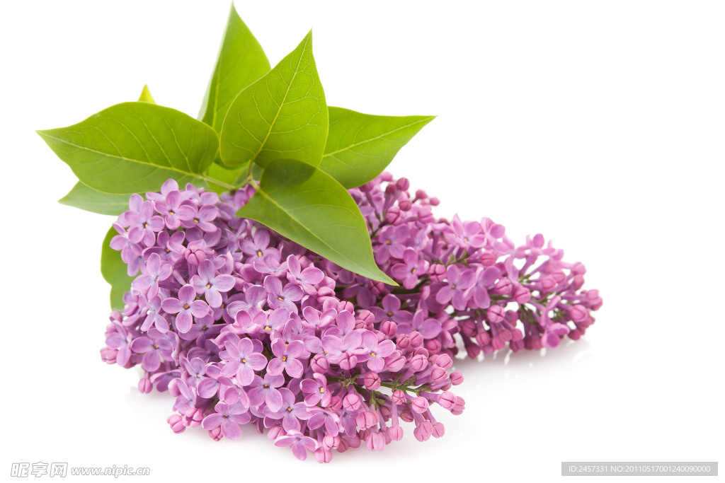 紫色丁香花