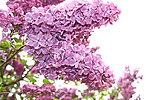 紫色丁香花