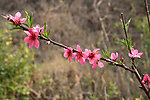 桃花别样红