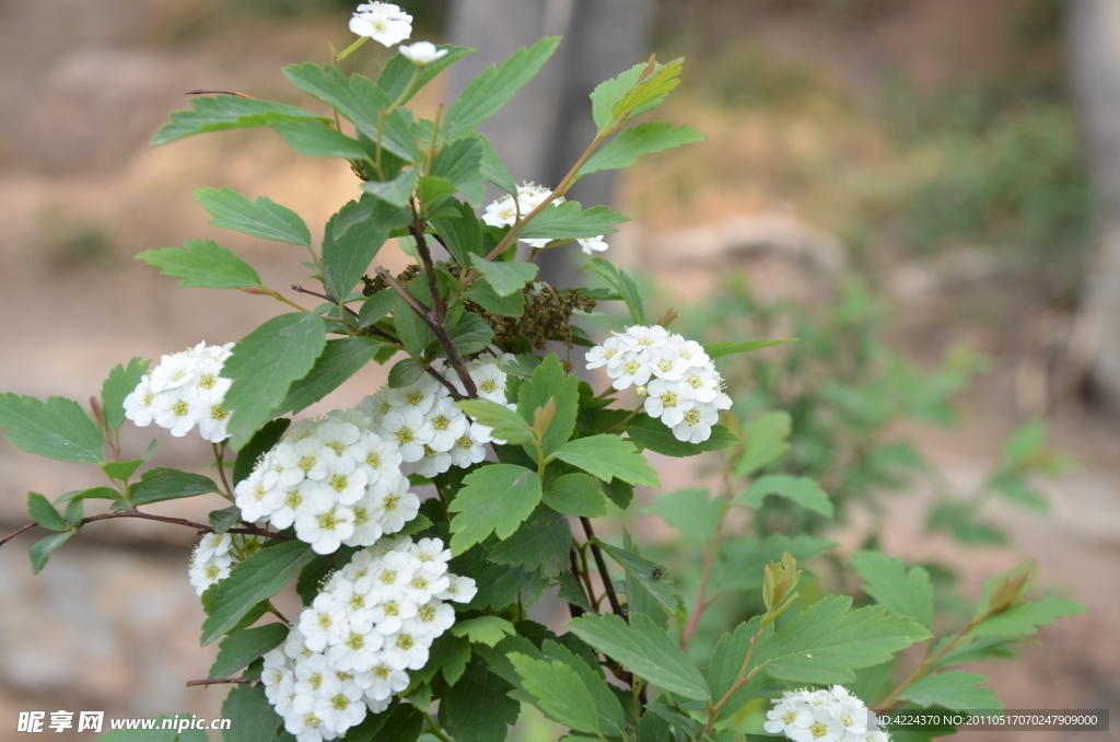 麻叶绣线菊