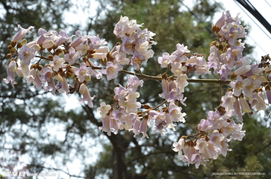 梧桐花