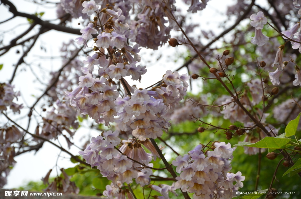 梧桐花