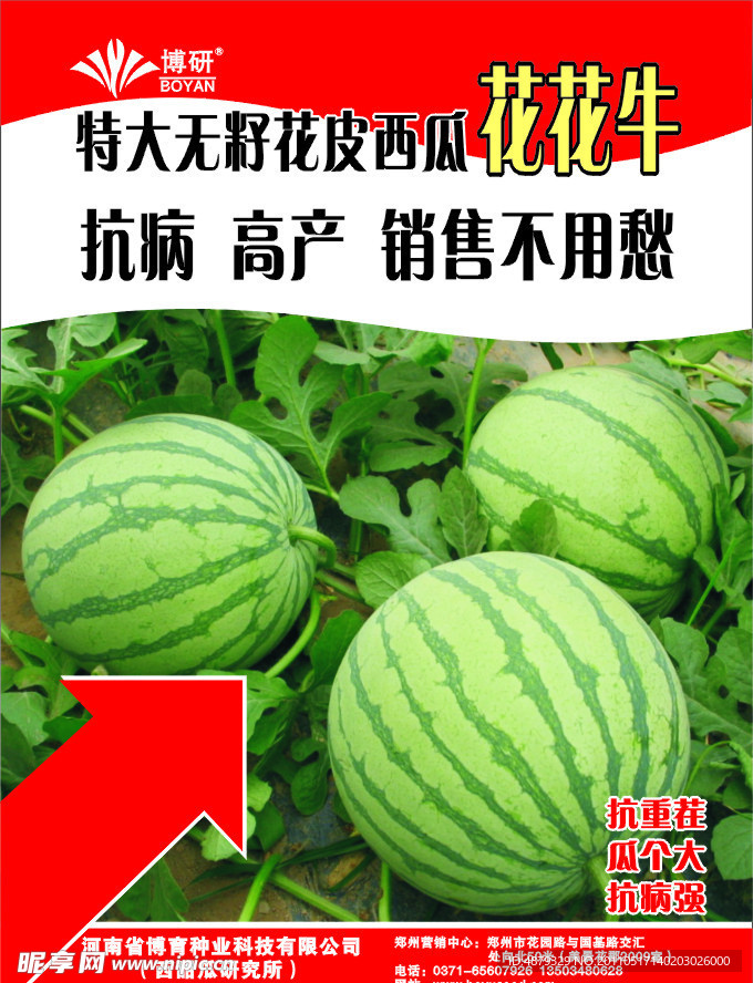 西瓜宣传页