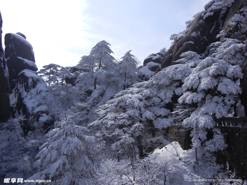 雪松