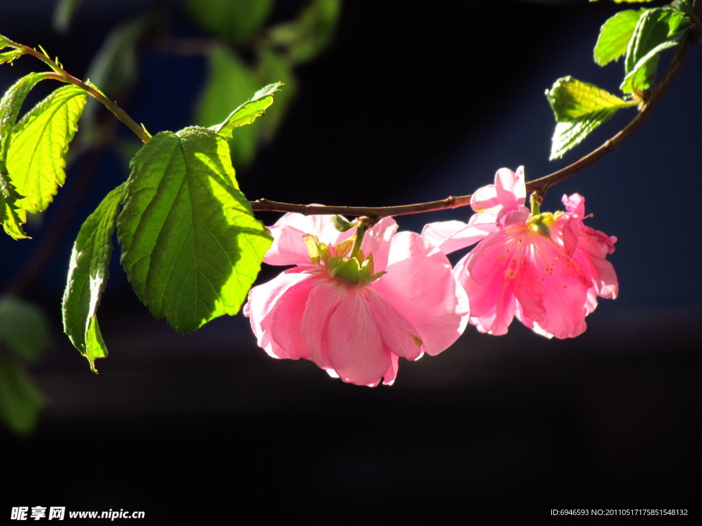 两朵桃花