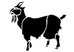 黑山羊