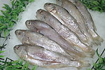 小黄鱼