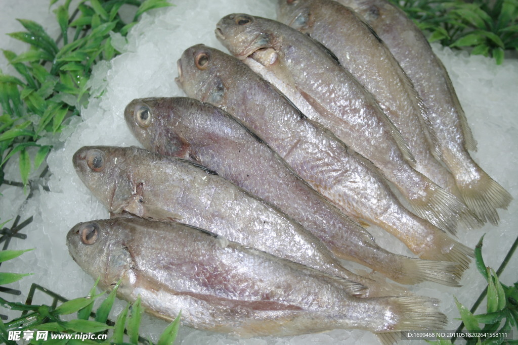 小黄鱼