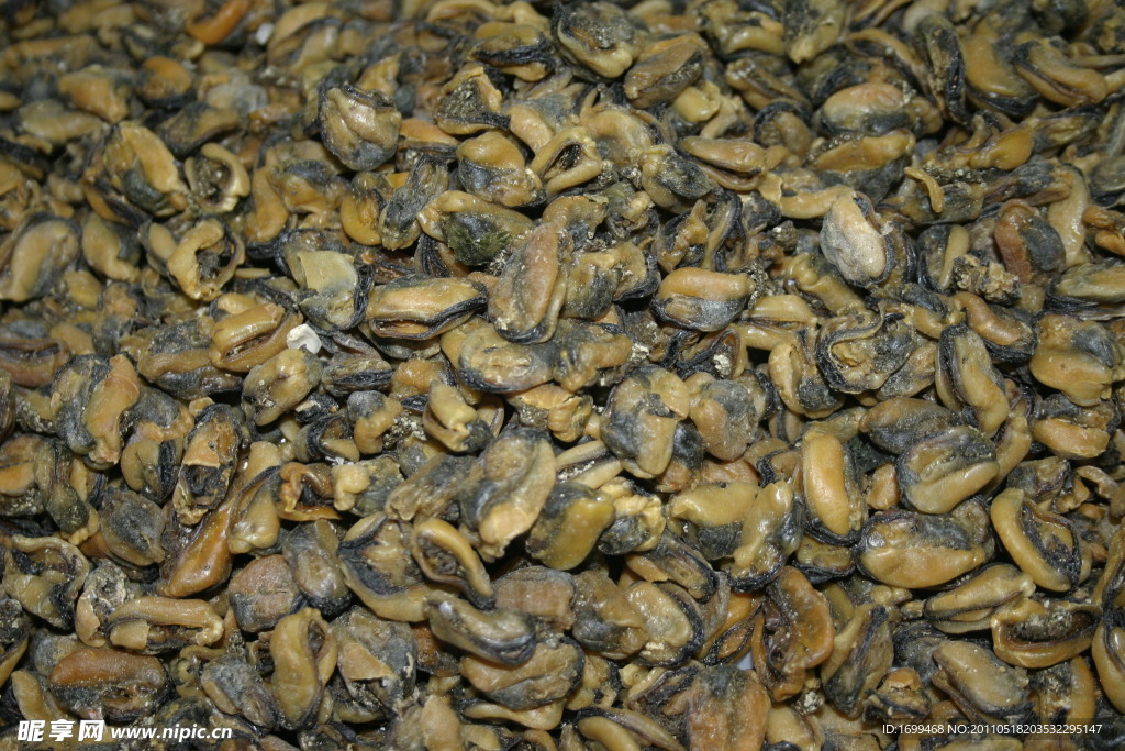 淡菜贝