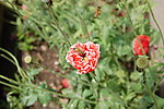 罂粟花