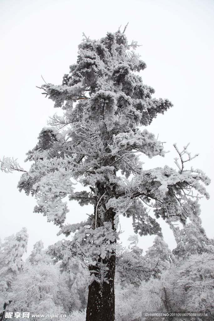 峨眉雪