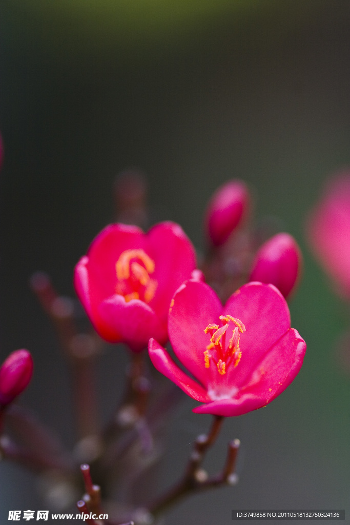 桃花