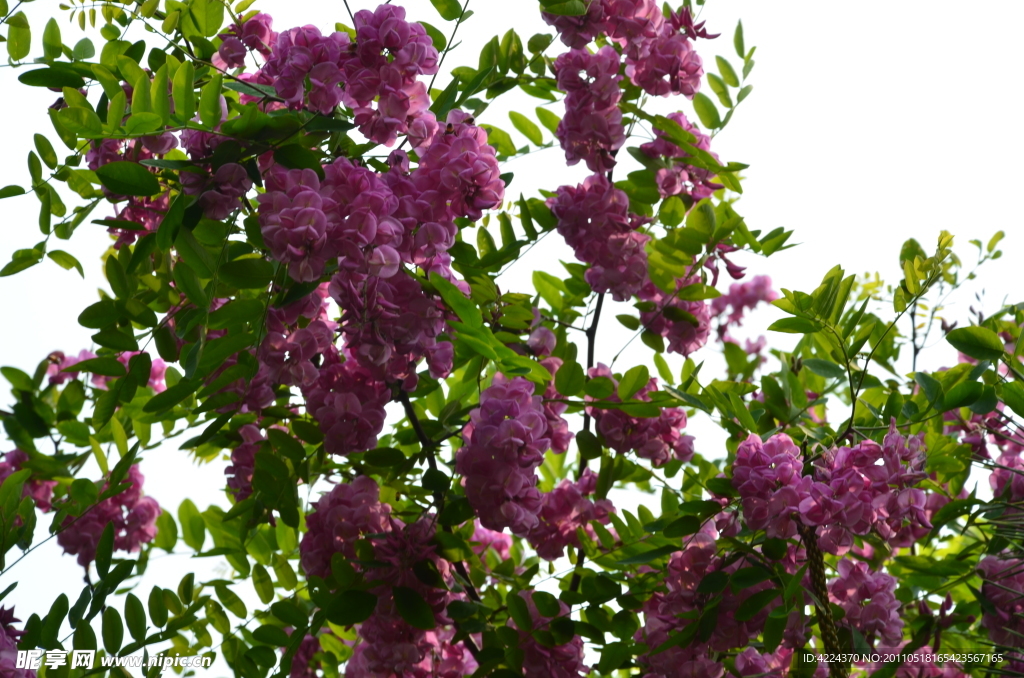 紫槐花