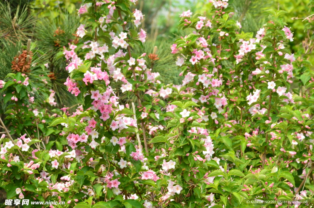 锦带花