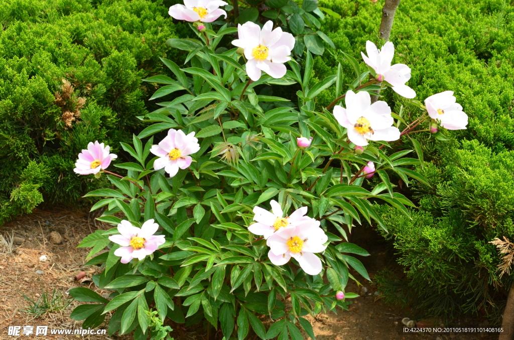 芍药