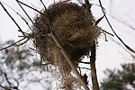 鸟巢 鸟巢图片