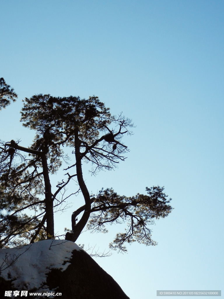 披雪黄山松