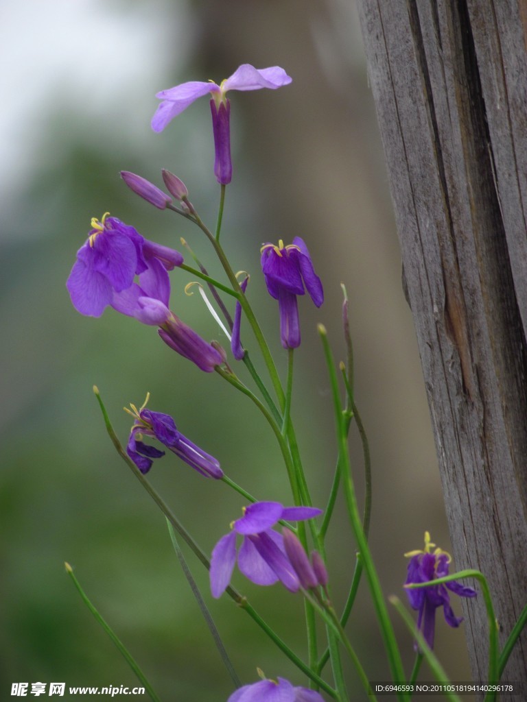 紫花
