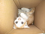 被困在纸箱里的小猫